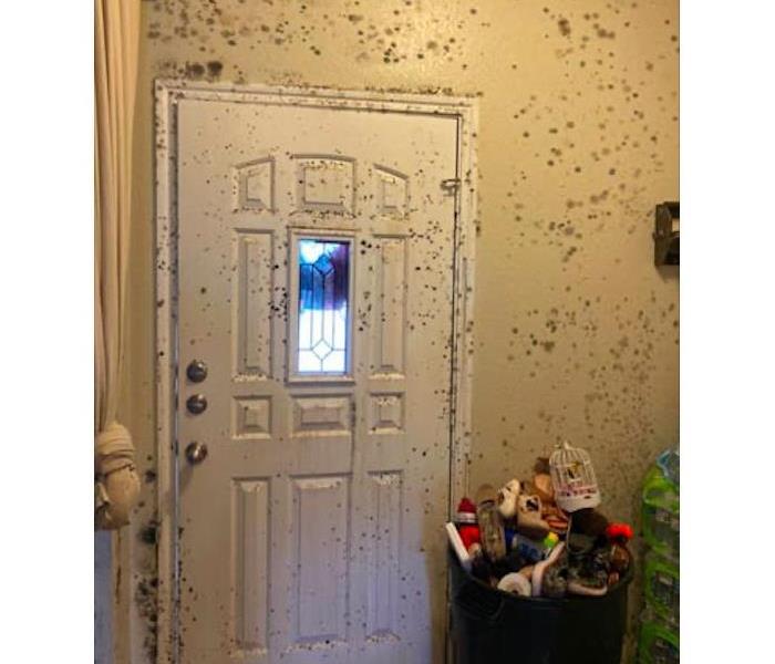 Mold growth on walls & door.