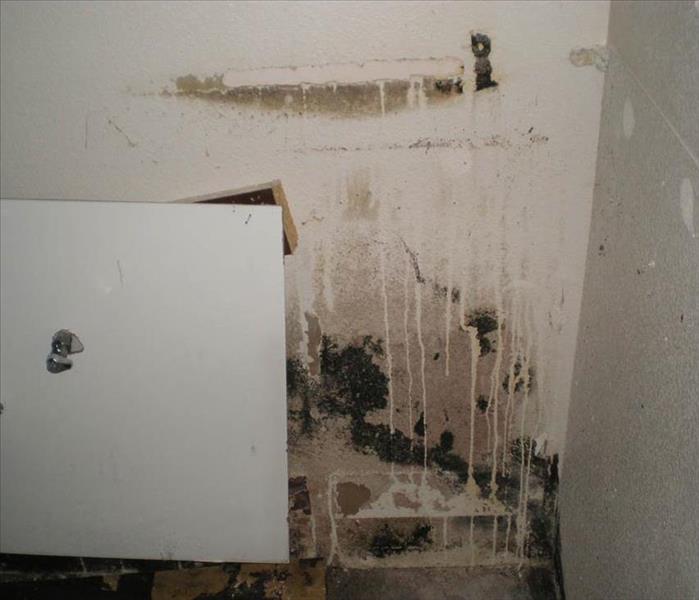 Mold found in commercial business in the walls
